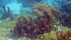 Sea Plume and a Slimy Sea Plume